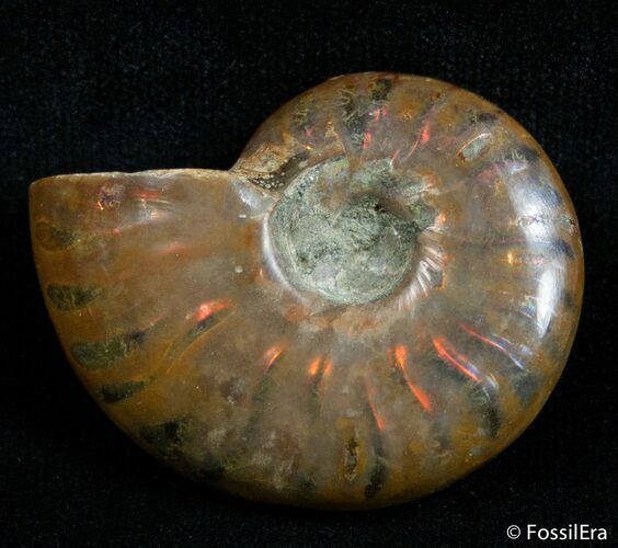 Inch Flashy Red Iridescent Ammonite #2584